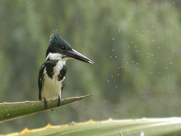 <h3><a href="/trips/salesopolis-2014/biota/animalia/chordata/aves/037 coraciiformes/003 alcedinidae/chloroceryle amazona/chloroceryle amazona-nl.html">Chloroceryle&nbsp;amazona</a> / Amazon&nbsp;kingfisher / Amazoneijsvogel</h3>NIKON D7100 met AF-S DX VR Zoom-Nikkor 18-200mm f/3.5-5.6G IF-ED [II], 1/320 sec  bij F6.3, ISO 400, afstand 14.9&nbsp;m